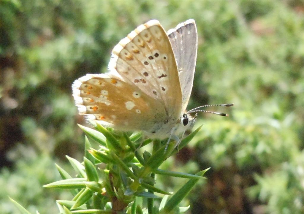 Polyommatus coridon?